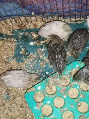 King Quail Baby