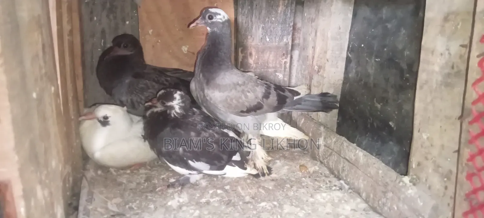 Healthy and strong pigeon chicks for eating