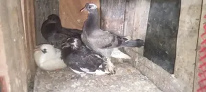 Healthy and strong pigeon chicks for eating