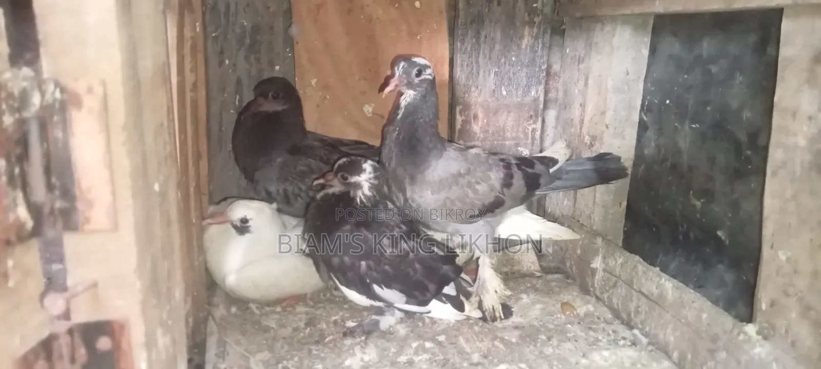 Healthy and strong pigeon chicks for eating