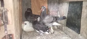 Healthy and strong pigeon chicks for eating