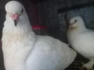 সাদা নর কিং কবুতর বিক্রি হবে।