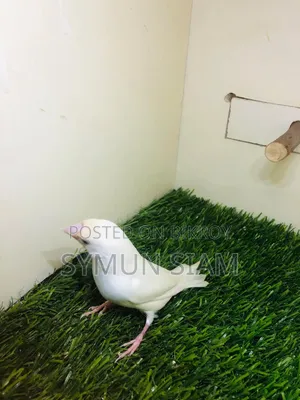 গোল্ডিয়ান ফিঞ্চ