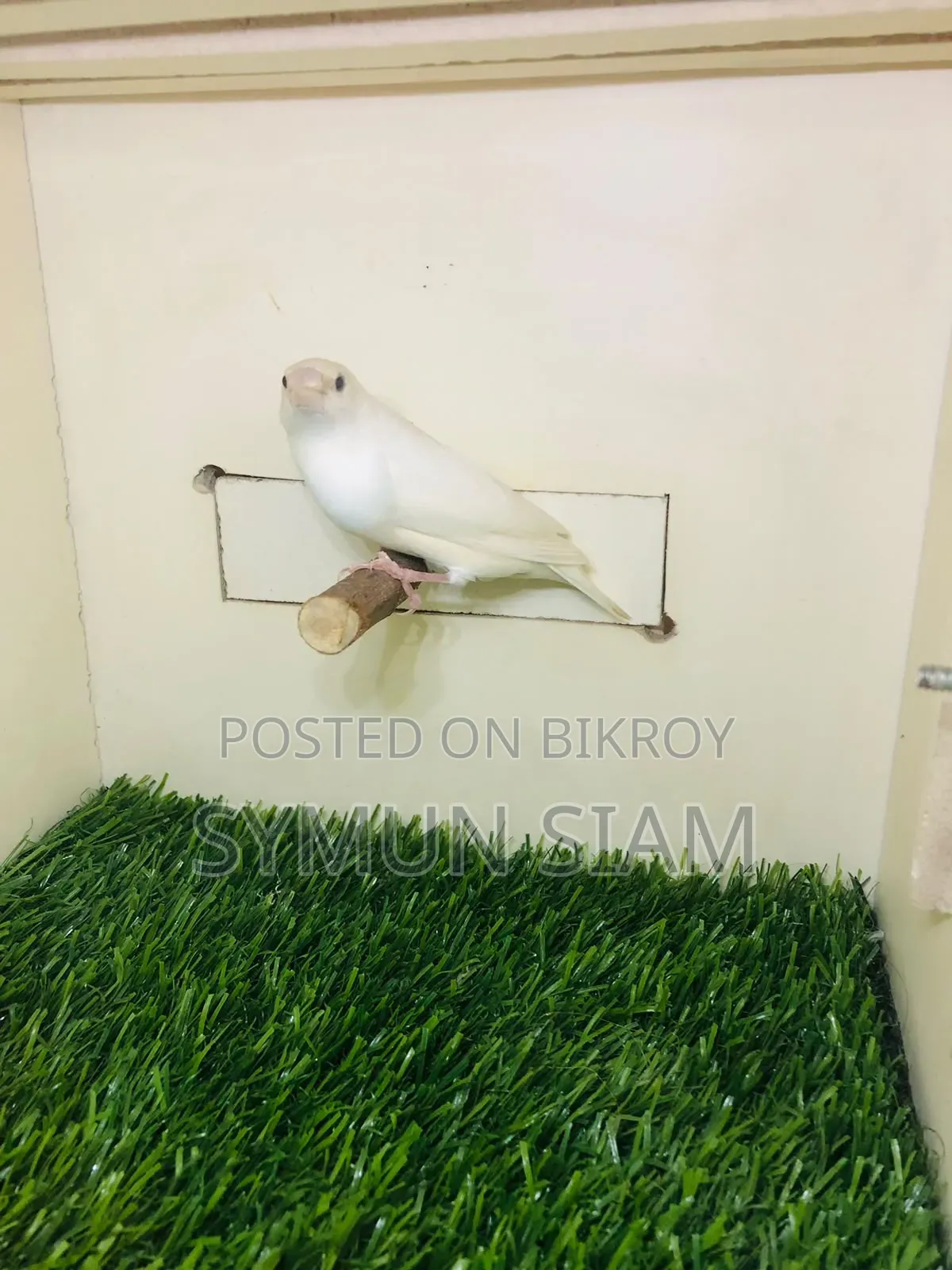 গোল্ডিয়ান ফিঞ্চ