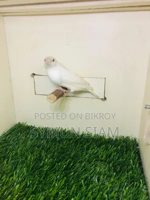 গোল্ডিয়ান ফিঞ্চ