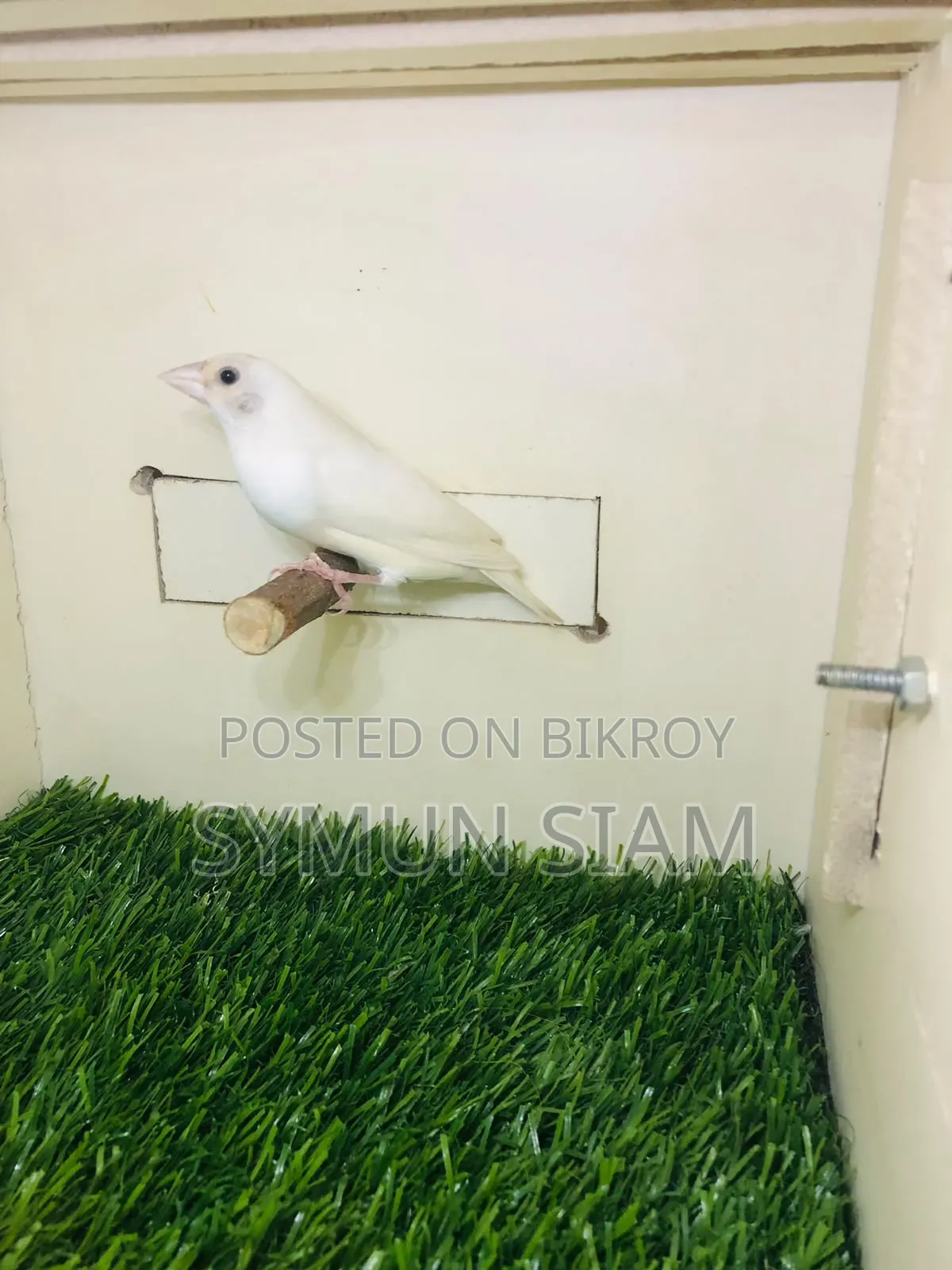 গোল্ডিয়ান ফিঞ্চ
