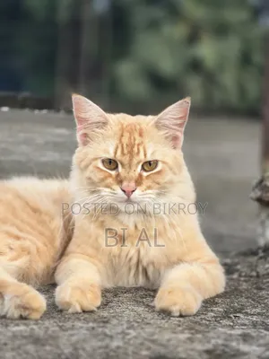 ৬-১২ মাসের পুরুষ খাঁটি ফার্সি বিড়াল