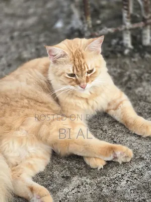 ৬-১২ মাসের পুরুষ খাঁটি ফার্সি বিড়াল