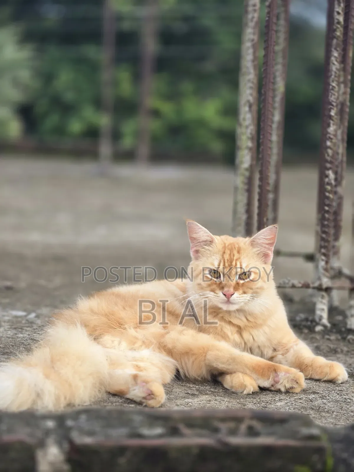 ৬-১২ মাসের পুরুষ খাঁটি ফার্সি বিড়াল