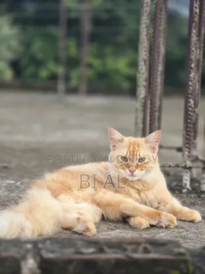 ৬-১২ মাসের পুরুষ খাঁটি ফার্সি বিড়াল