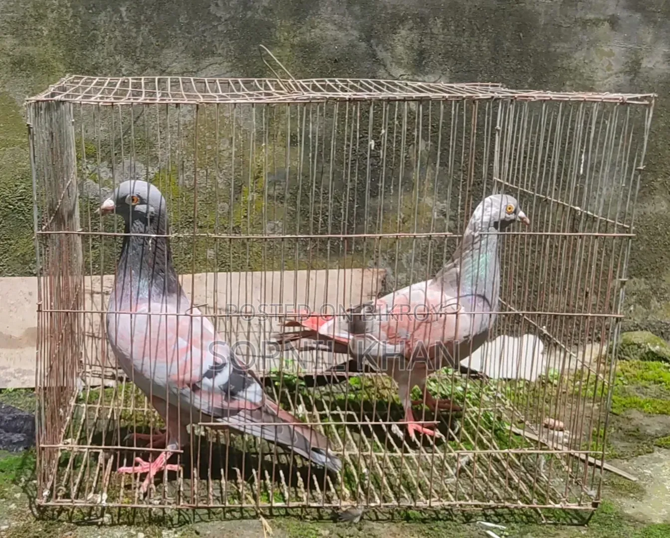সবজি হুমা কবুতর