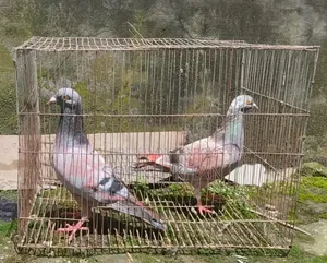 সবজি হুমা কবুতর