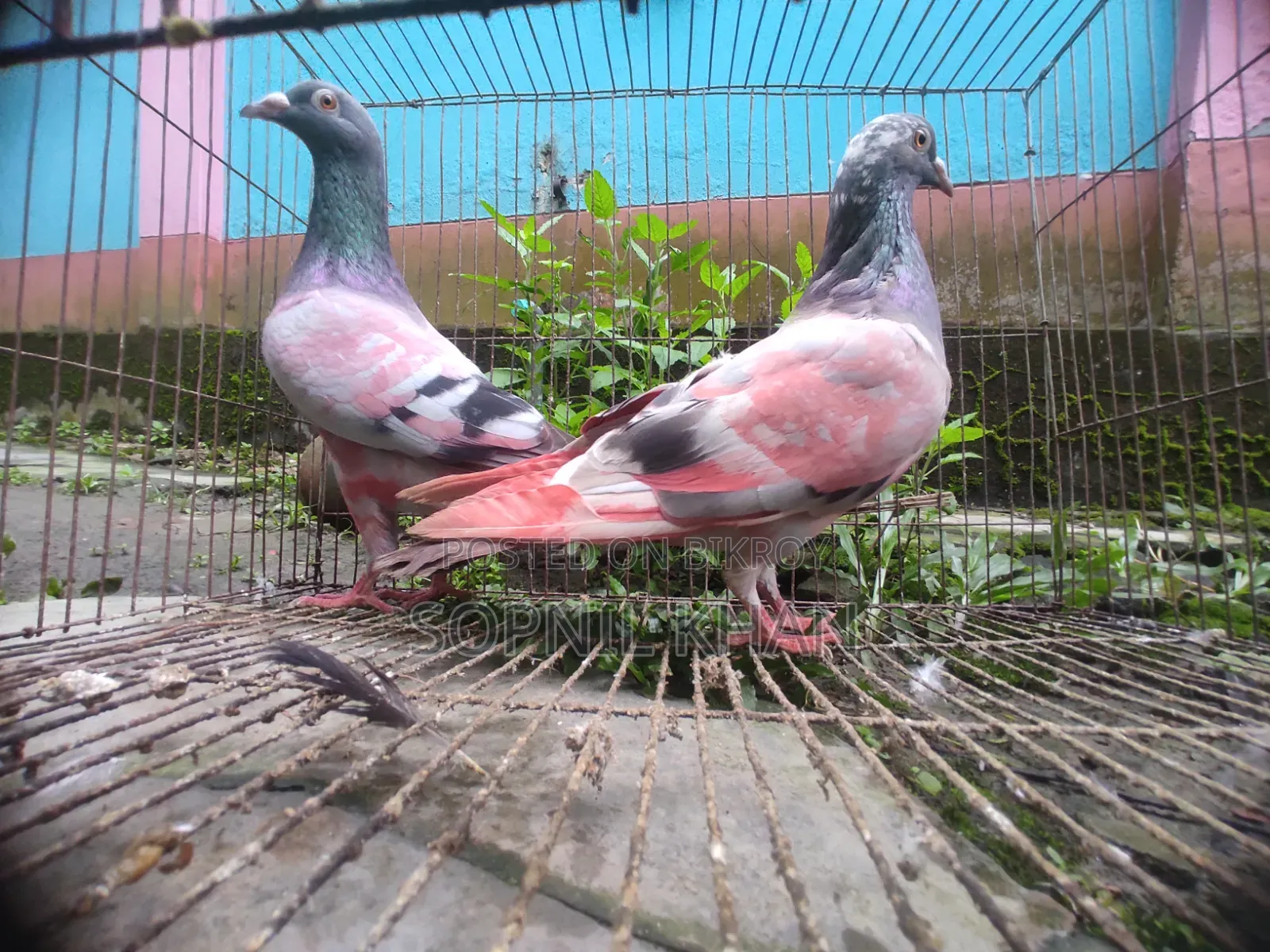 সবজি হুমা কবুতর