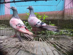 সবজি হুমা কবুতর