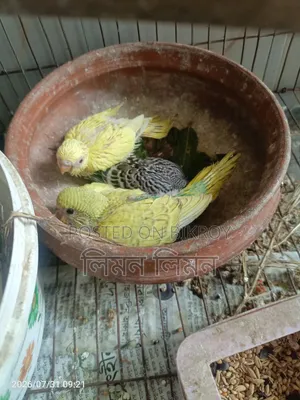 টেম সাইজ বাজরিগার বেবি ফর সেল