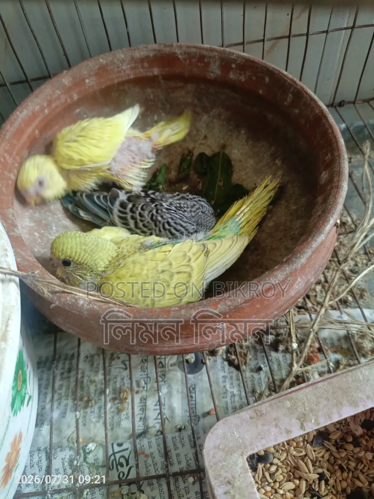 টেম সাইজ বাজরিগার বেবি ফর সেল
