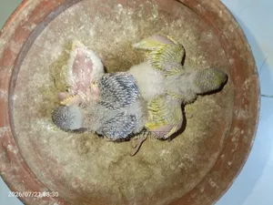 টেম সাইজ বাজরিগার বেবি ফর সেল