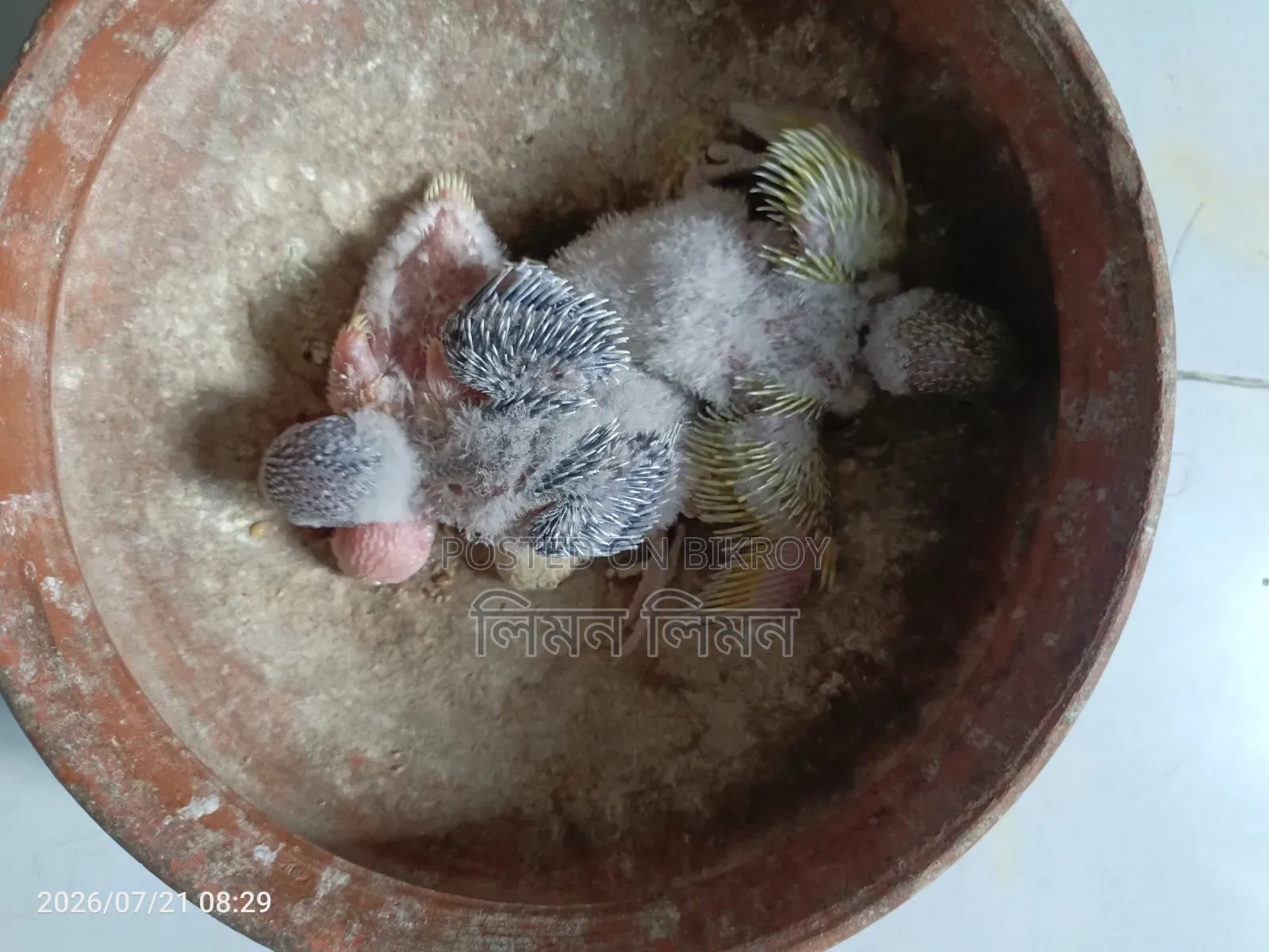 টেম সাইজ বাজরিগার বেবি ফর সেল