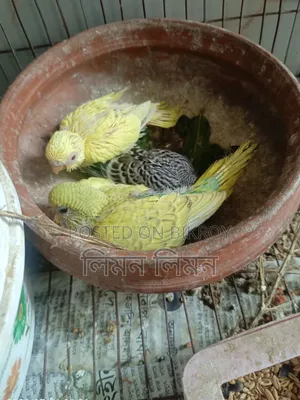 টেম সাইজ বাজরিগার বেবি ফর সেল