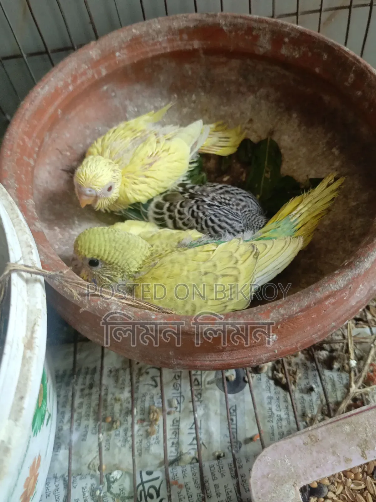টেম সাইজ বাজরিগার বেবি ফর সেল