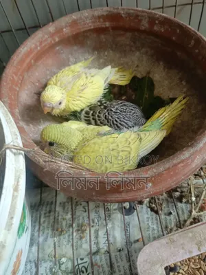 টেম সাইজ বাজরিগার বেবি ফর সেল