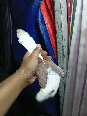 রাজগल्ला লেজসাদা কবুতর