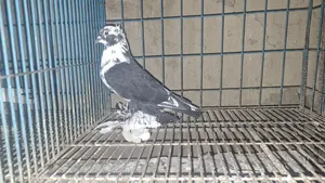 লোটন এডাল্ট