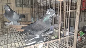 Loton Adult Pigeon