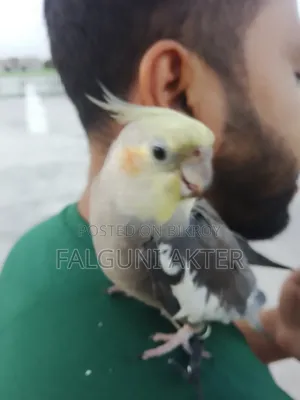 ককাটিয়েল পাখি