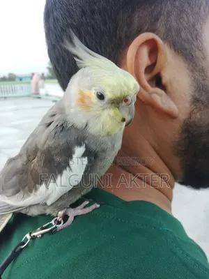 ককাটিয়েল পাখি