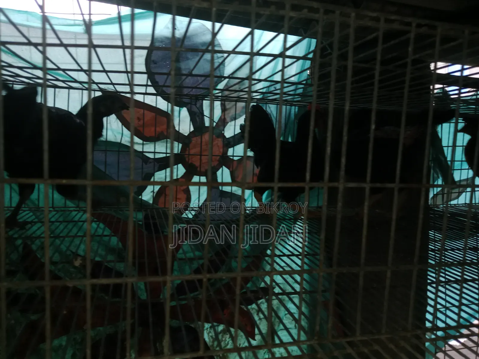 দেশি মুরগি