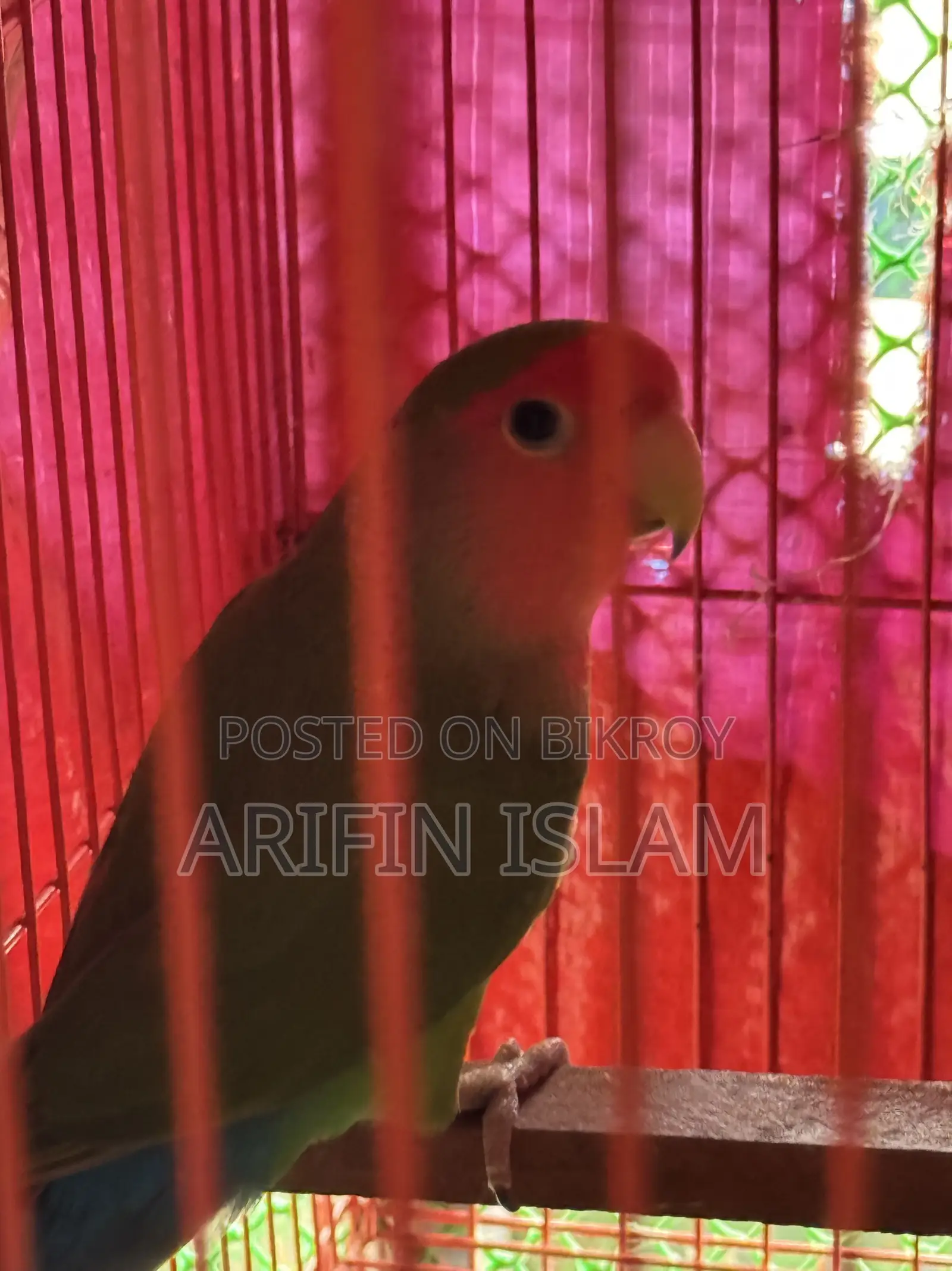 পিচ ফেস লাভ বার্ড পেয়ার