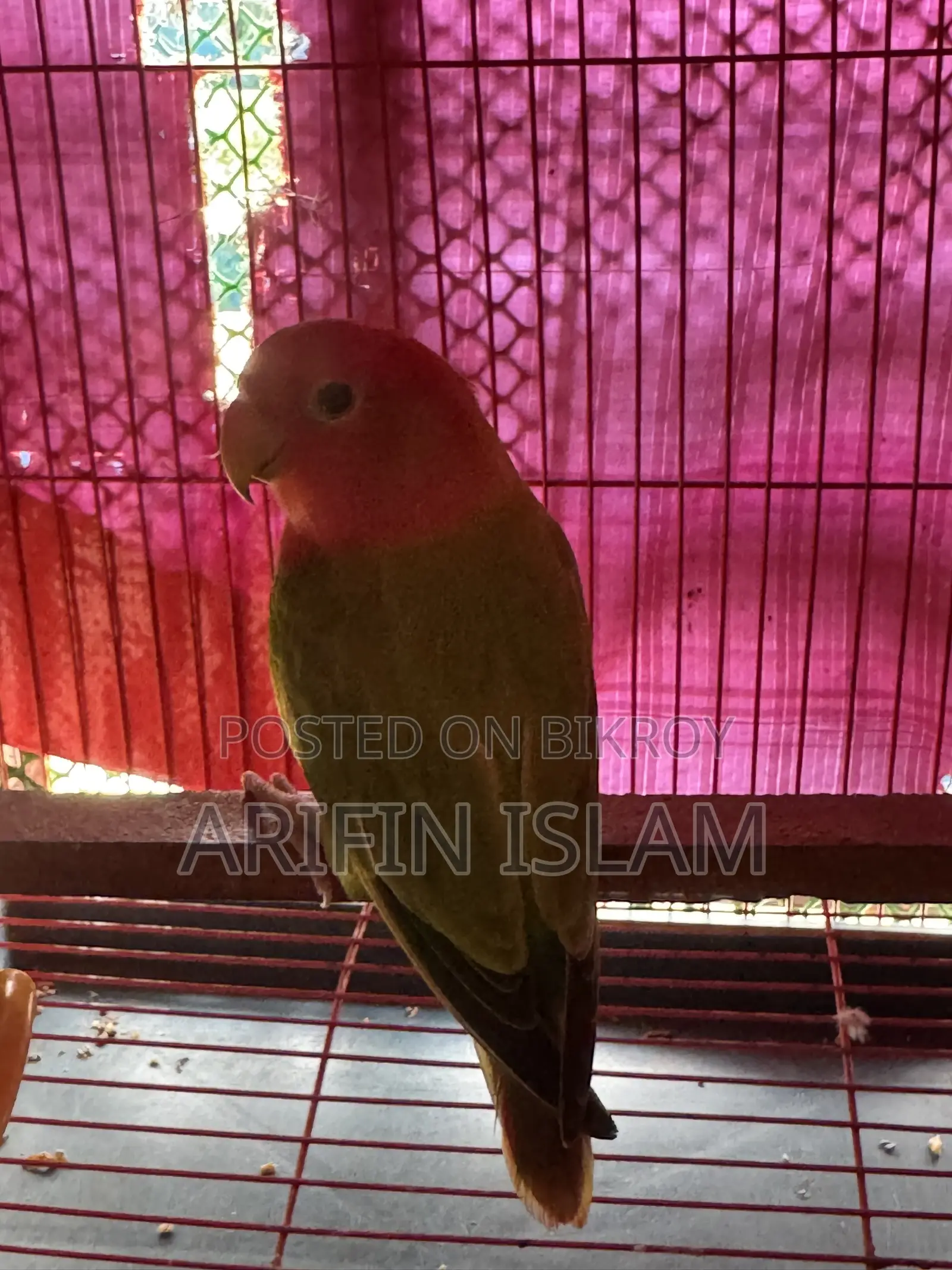 পিচ ফেস লাভ বার্ড পেয়ার