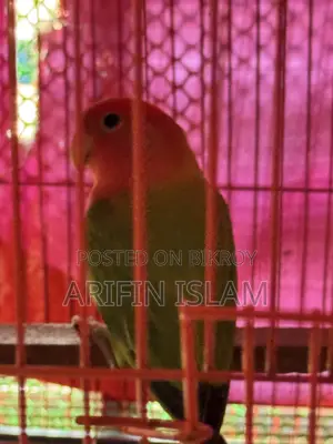 পিচ ফেস লাভ বার্ড পেয়ার