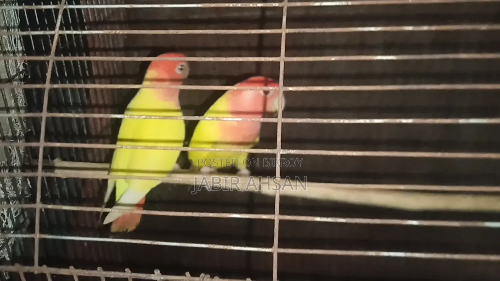 Lovebird for Sale