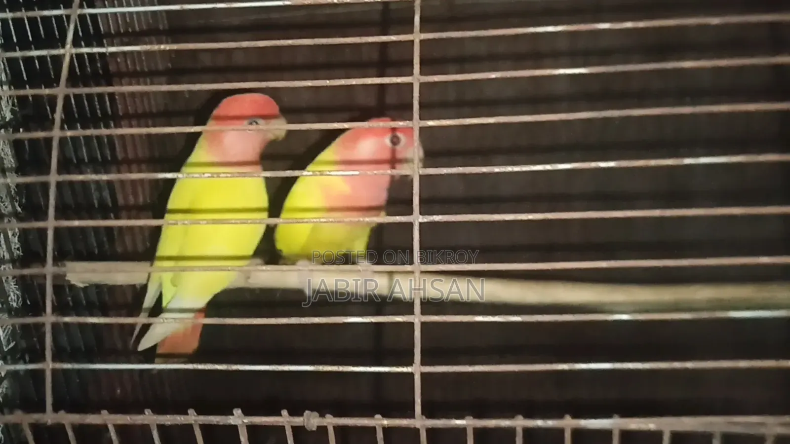 Lovebird for Sale