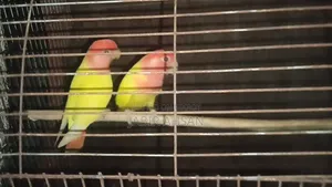 Lovebird for Sale