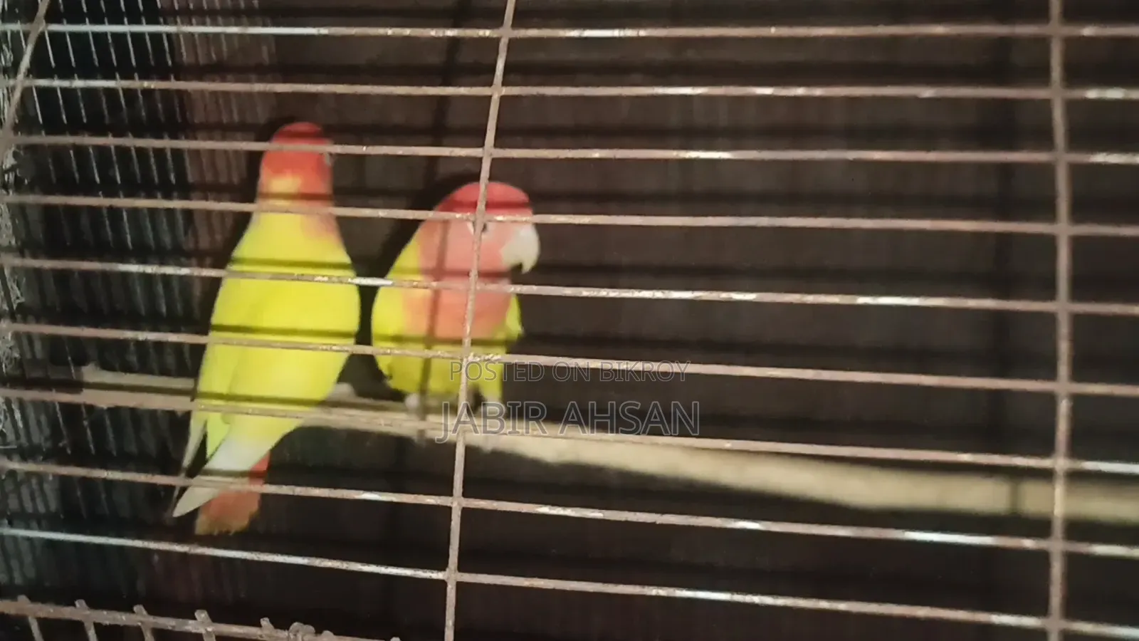 Lovebird for Sale