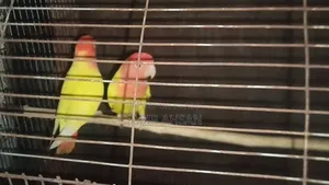 Lovebird for Sale