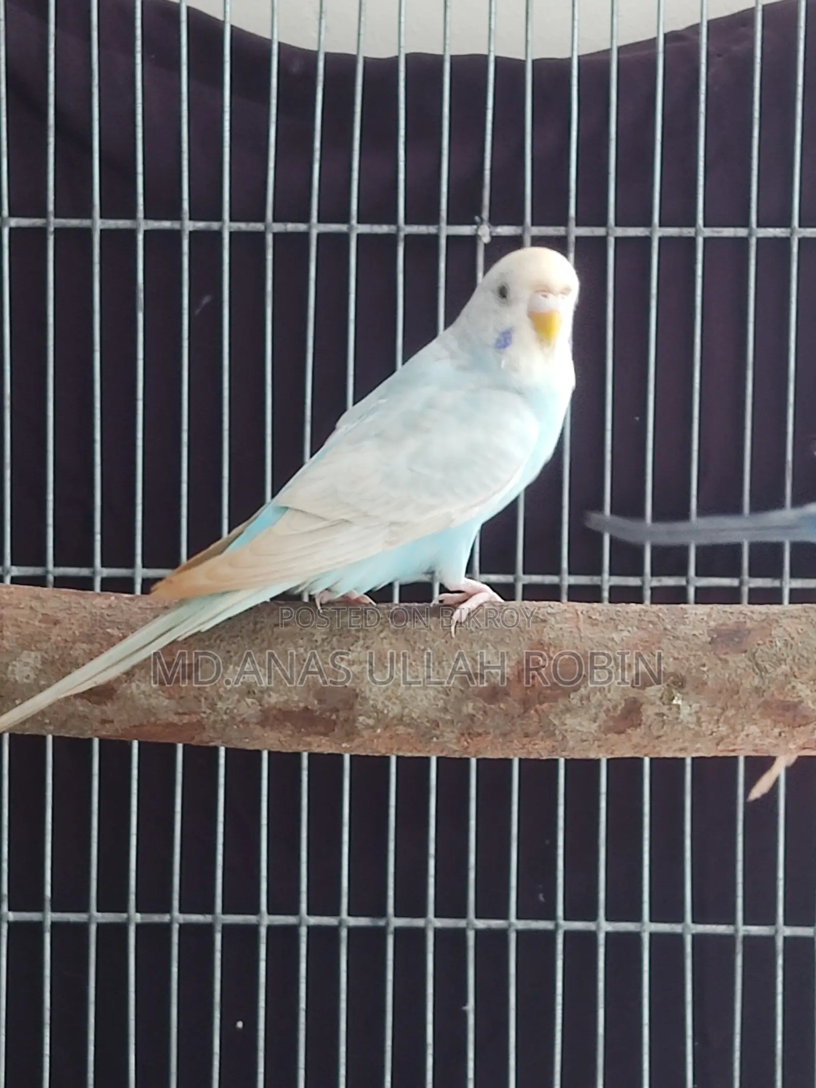 Budgie Female