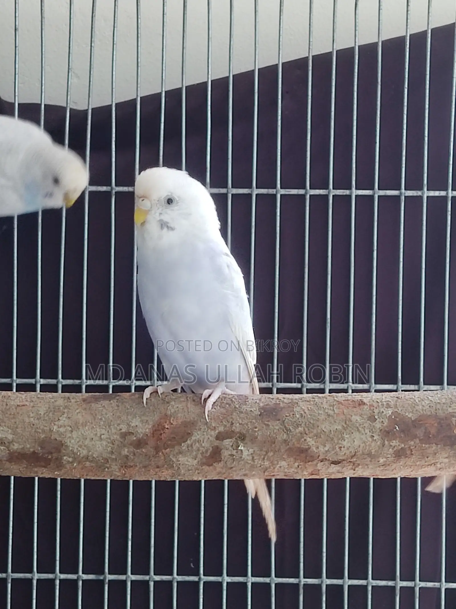 Budgie Female