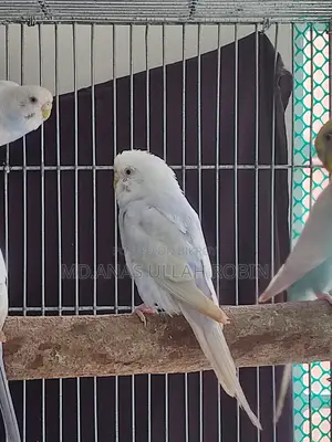 Budgie Female