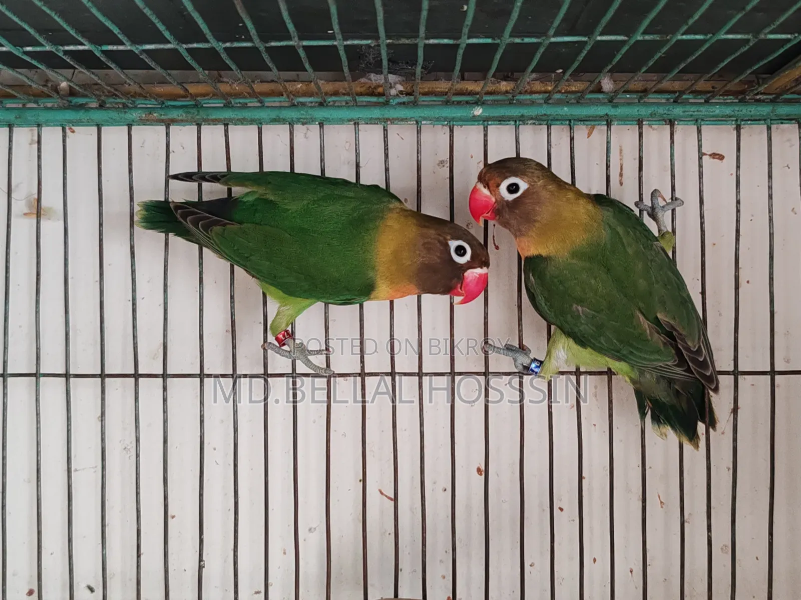 র‍্যাম্প/ ককাটেইল / লাভ বাডর্স/বাজারিগার