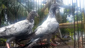 পাকিস্তানি টেলি কবুতর