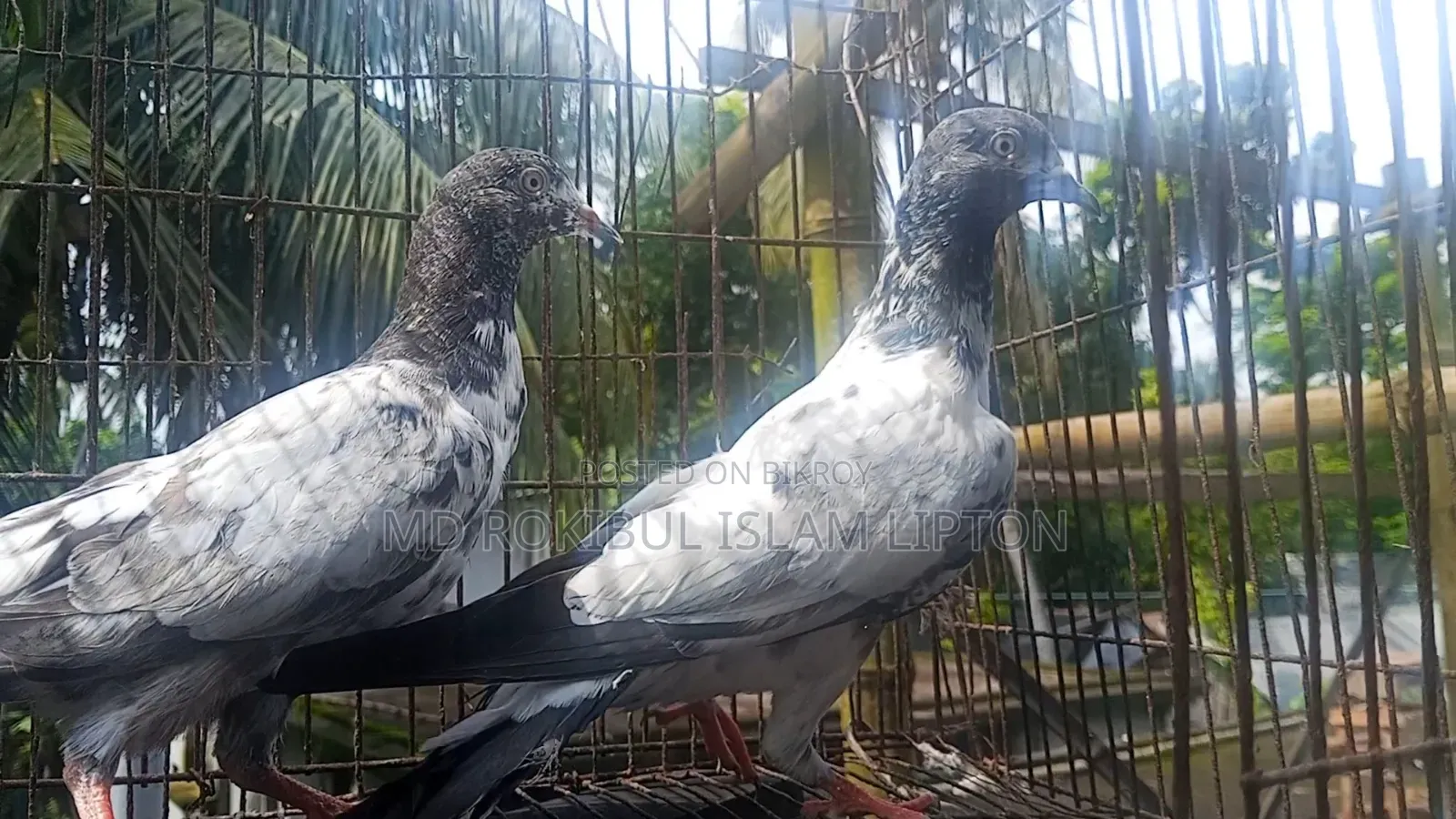 পাকিস্তানি টেলি কবুতর
