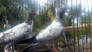 পাকিস্তানি টেলি কবুতর