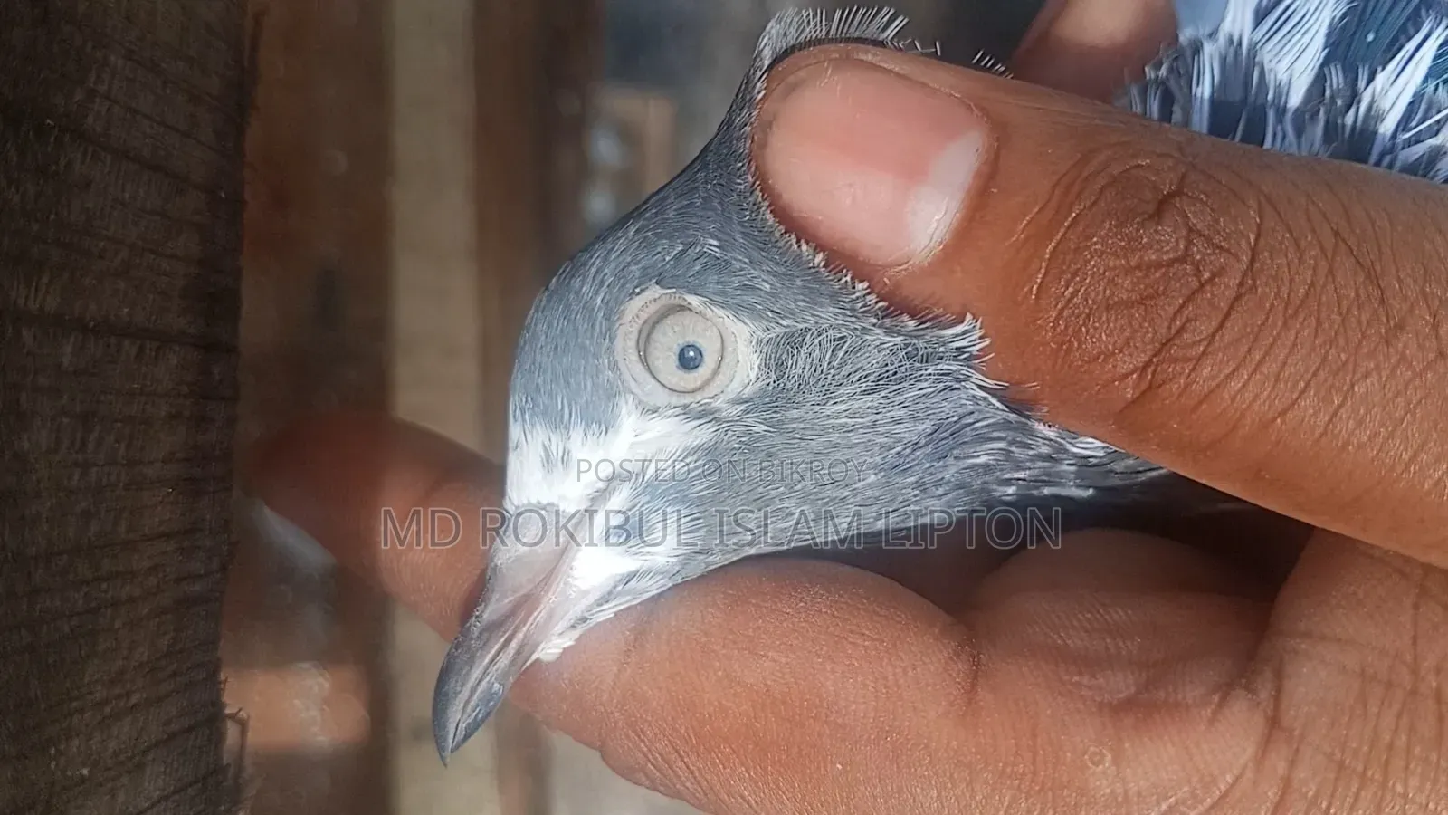 পাকিস্তানি টেলি কবুতর
