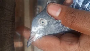 পাকিস্তানি টেলি কবুতর