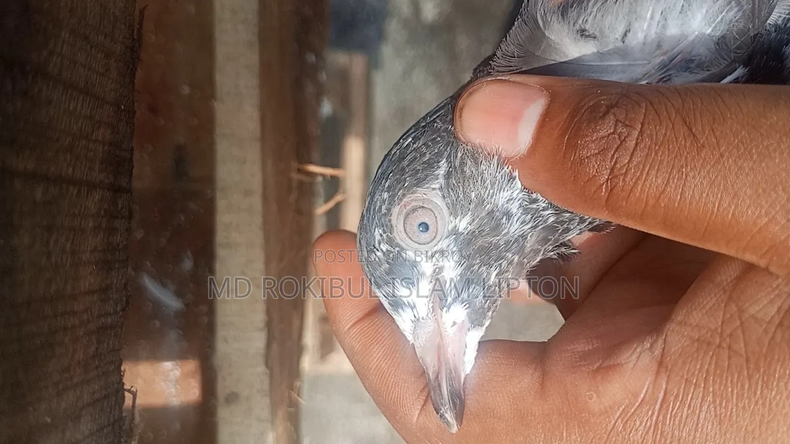 পাকিস্তানি টেলি কবুতর