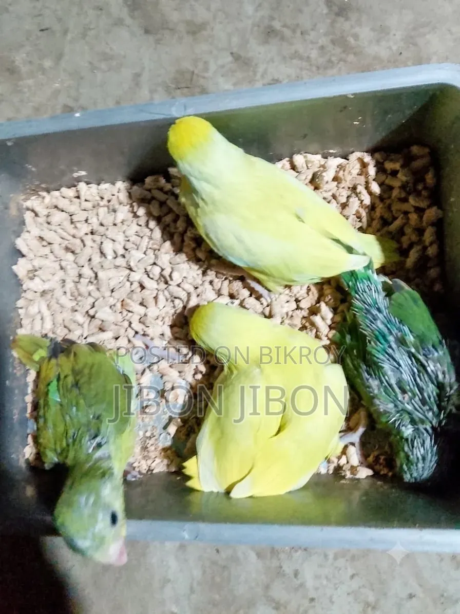 ফরপাস টেম সাইজ বেবি